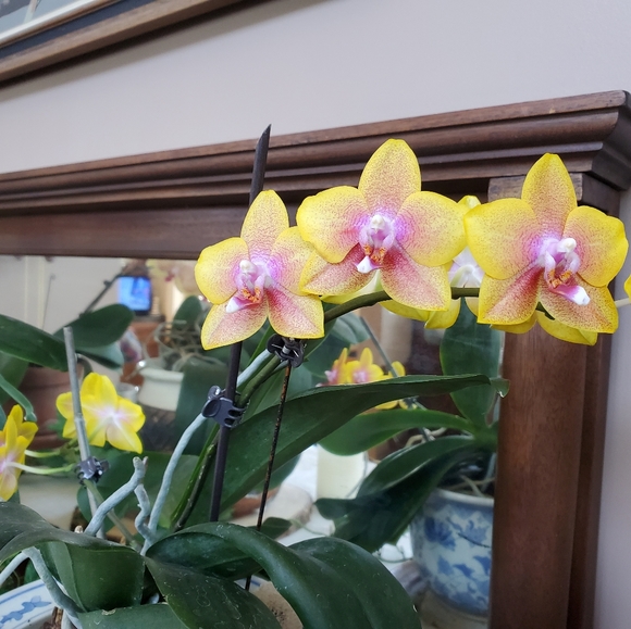 Meet your Posher - Picture 11 of 12